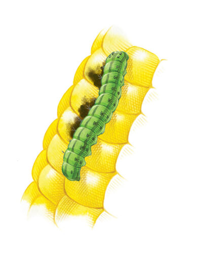 Organic Corn Earworm Control